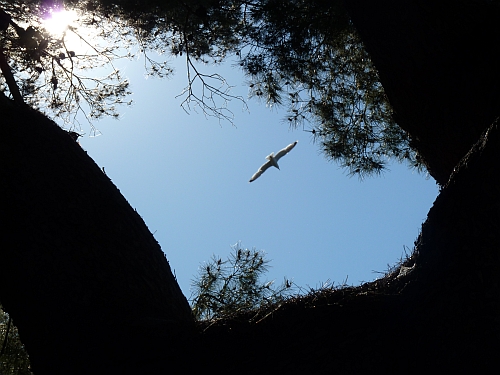 http://francoisville.free.fr/photos/7%e8me%20ciel-francois%20ville.jpg